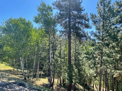 Beautiful Aspen Grove