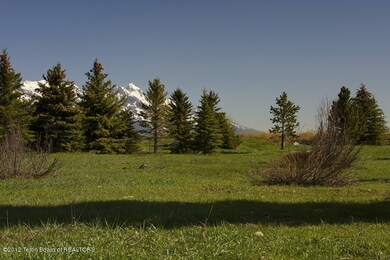 Conifer Trees