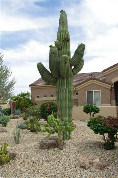 Saguaro