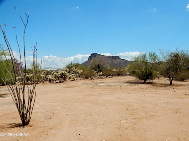 Mountain View, Desert Plants