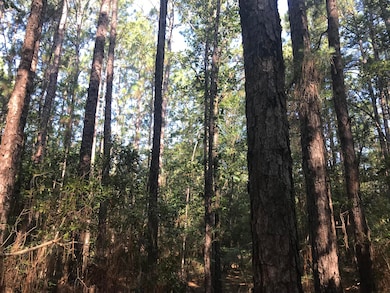 010 R C Thomas Rd, Hattiesburg, MS 39401 - photo 3