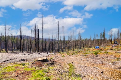 10020- Grizzly Flat Rd, Grizzly Flats, CA 95636 - photo 3