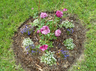 rosesInBloom[1]