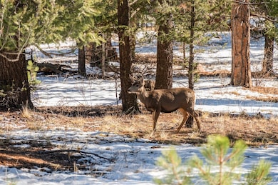 35441 Upper Aspen Ln, Pine, CO 80470 - photo 6