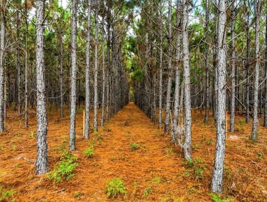 000 NW 78th Ave, Newberry, FL 32669 - photo 4