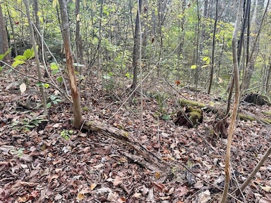 50 Sweet Grape Run Rd, Walton, WV 25286 - photo 4