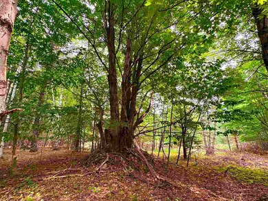 V/L Sloptown Rd, Beaver Island, MI 49782 - photo 7