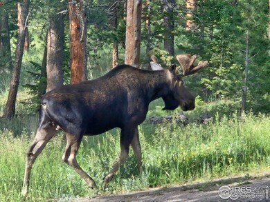 18673 Route 7, Lyons, CO 80540 - photo 3