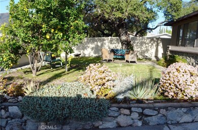 Front Yard, Lemon Tree, from Driveway