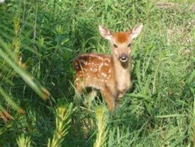 Lot 2 Benson Rd, Brooklyn, WI 53521 - photo 2