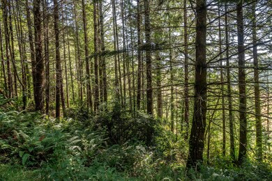 Trees on Property Oregon Upstream Timber