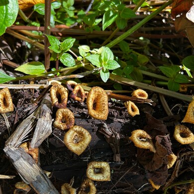 0 Oopu St unit 725856, Hawaiian Beaches, HI 96778 - photo 5