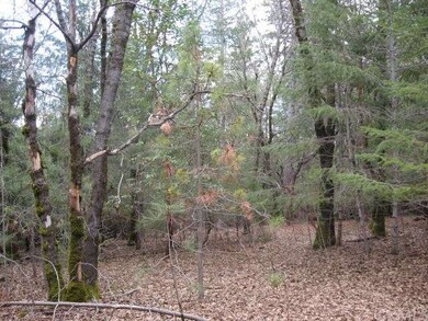 Oaks, Fir and Pine.