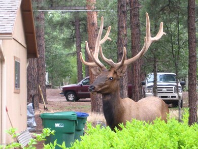 Elk