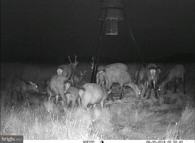 1744 E Tedious Creek Rd, Toddville, MD 21672 - photo 6