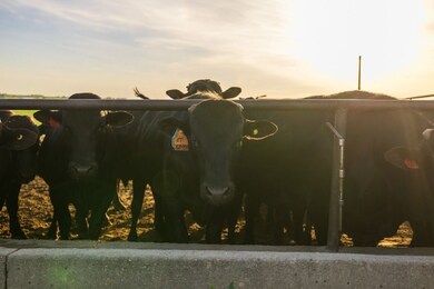 64919 Yankton Rd, Villisca, IA 50864 - photo 7