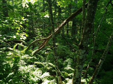 sandy river 6