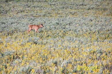 elk calf 7-20-11 002