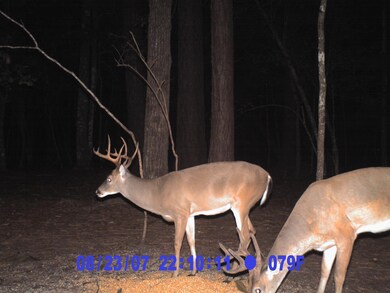 Deer Photo for MLS