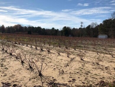 Blueberry field