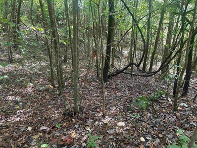 000 Hwy 65 N, Clinton, AR 72031 - photo 7