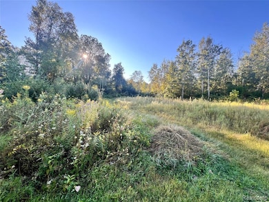 View of tree filled area