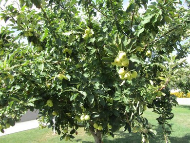 Beautiful Apple Trees
