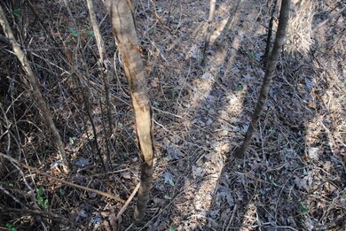 15 Gordon Pond Rd, Lafayette, GA 30728 - photo 7