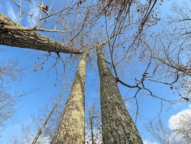 00 Hellsneck Rd, Waverly, TN 37185 - photo 5