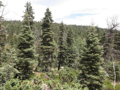 Bear Track