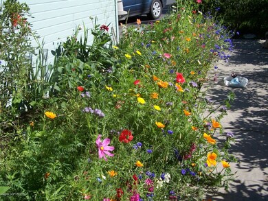 Summer flowers