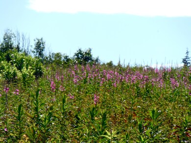 64965 Knob Hill Rd, Anchor Point, AK 99556 - photo 4