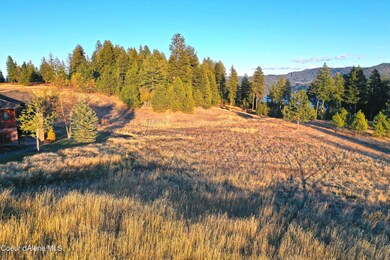 Many Mature Trees