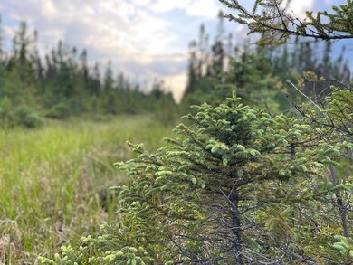 XXX Traven Rd, Mud Hen Lake, MN 55734 - photo 3