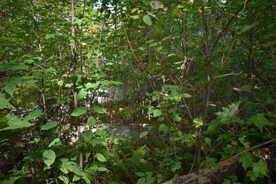 5 Rabbit Path, Hillsborough, NH 03244 - photo 5