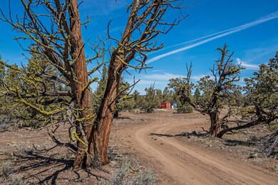 Old Growth Juniper