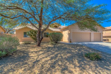 Mature mesquite shade tree