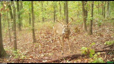 0 Tbd Raven Rd unit Lot WP001, Granby, MO 64844 - photo 2