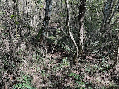 3200 Alabama 10, Brundidge, AL 36010 - photo 7