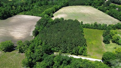 Bird's eye view of a forest