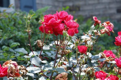 77 Dusty Arbor Ln, Pittsboro, NC 27312 - photo 6