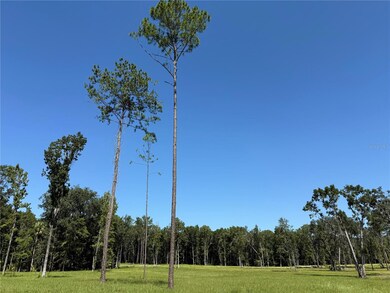 DR #8 (10ac) NW 193rd St, Micanopy, FL 32667 - photo 6