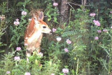 Wildlife