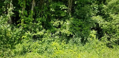 Woods