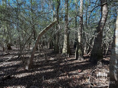 XX2 Seay Rd, Cottondale, FL 32431 - photo 4