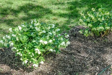 The helleborus are in bloom with the peonies not f