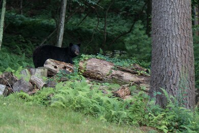 141 & 142 Mountain Top Rd, Lackawaxen Township, PA 18435 - photo 6