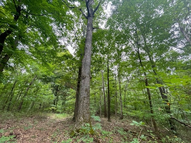 0 Halls Creek Rd, Olaton, KY 42361 - photo 6