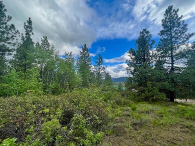 Tall Aspen Groves in Multiple Places on Property