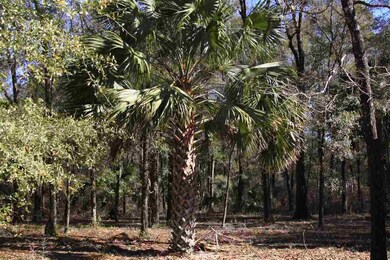 105 Purify Bay Rd, Crawfordville, FL 32327 - photo 5